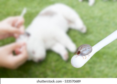 tick on cotton bud on blur hand checking ear of puppy dog on green grass background