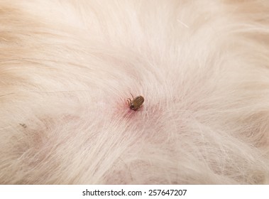 Tick On A Dog Skin