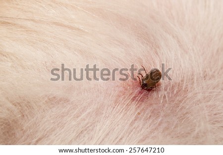 skin tag on dog or tick