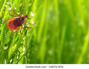 Tick On Green Grass. Dangerous Parasite. This Animal Is Vehicle Of Many Infections. Picture With Copy Space.