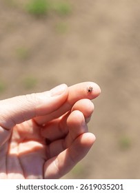 tick on a human hand. Selective focus. nature.