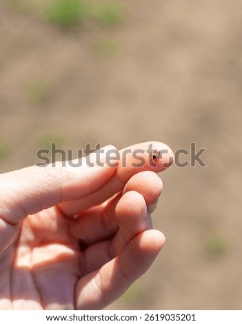 tick on a human hand. Selective focus. nature.