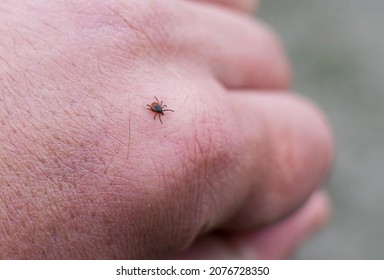 Tick on a man's hand. The potential danger of tick bites - concept.