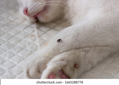 a tick on a white cat's paw. danger of getting tick-borne diseases  