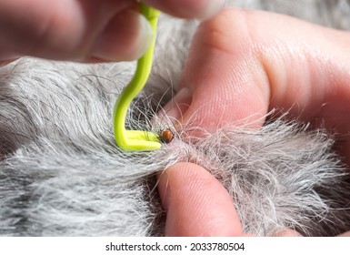 Tick Removing  From A Dog