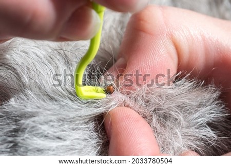 Tick removing  from a dog
