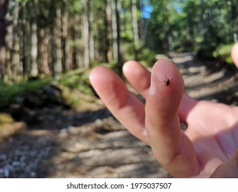 a tick is sitting on the finger of man in forest on hiking path