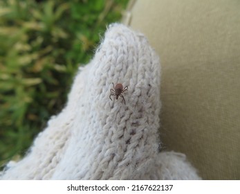 Tick Sticking To Clothes While Hiking