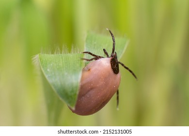 Tick waiting victim on blade of grass, a fat tick drunk on blood is waiting for its victim for lunch again