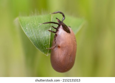 Tick waiting victim on blade of grass, a fat tick drunk on blood is waiting for its victim for lunch again