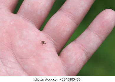 A tick walking on the hand. It is a dangerous arachnid that is a vector of many pathogens, diseases.