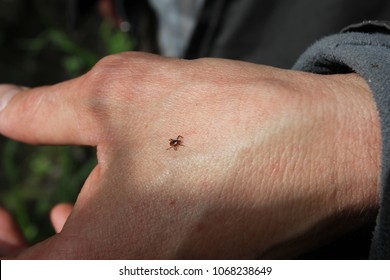 Tick walking on a man's arm in the forest during hiking