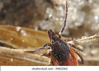 Tick waving for a host