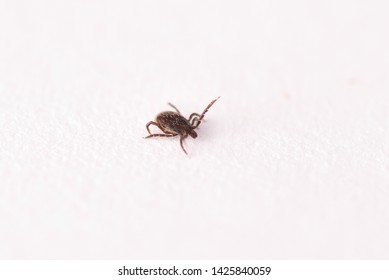 Tick ​​on the white background
