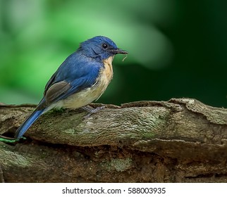 Tickle's Blue Fly Catcher