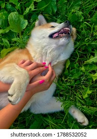 Tickling Dog Laughing And Laying