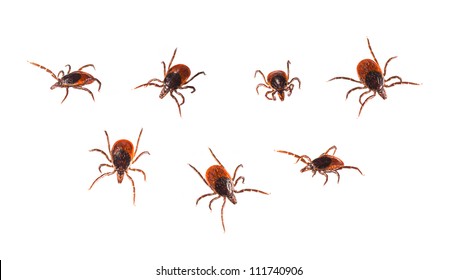 Ticks Isolated On White - Ixodida