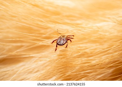 Ticks on dog hair. Ticks sucking dog blood. Dangerous insect mite, encephalitis, lyme disease, borreliosis, infection concept