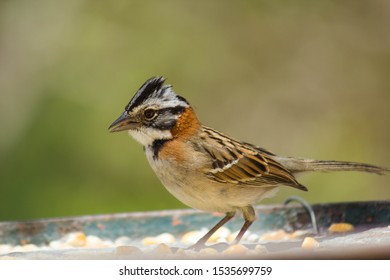 Tico Tico Is A Passerine Bird In Family Passerellidae.