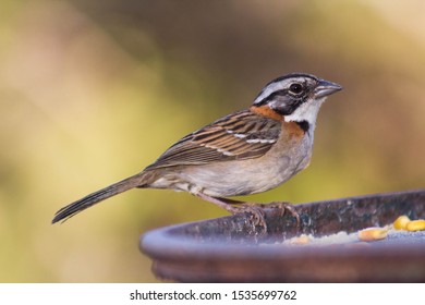 Tico Tico Is A Passerine Bird In Family Passerellidae.