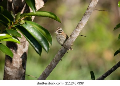 Tico Tico. The Tico Tico Is A Passerine Bird In The Family Passerellidae.