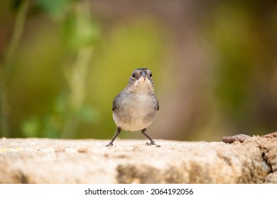 Tico Tico Rei Cinza. The Gray Tico Rei Is A Passerine Of The Thraupidae Family.