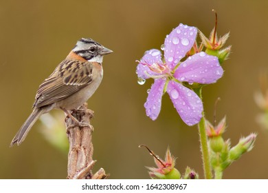 Tico Tico, Zonotrichia Capensis. The Tico-tico Is A Passerine Bird In The Family Passerellidae.