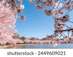The Tidal Basin on the Mall at the National Cherry Blossom Festival in Washington D.C., USA