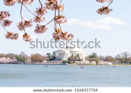 Tidal Basin and Thomas Jefferson Memorial in spring during cherry blossom on branches festival with people and  sakura trees blooming in Washington DC
