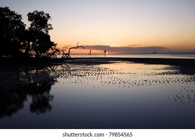 Tidal flat and mangrove trees at sunset in Florida