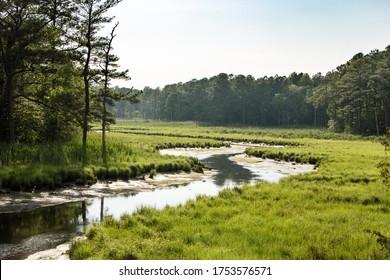 Tidal Marsh Delaware East Coast