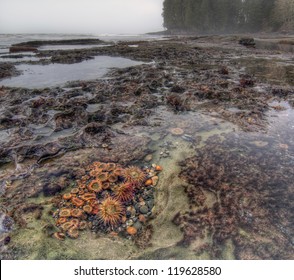Tidal pool filled with living botanical life and anemones