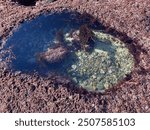 Tidal pool in Ja Jolla California