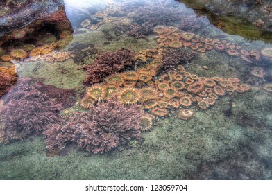 Tidal pool with many colorful sea creatures