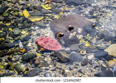 Tide Pool Creatures In Bar Harbor, Maine