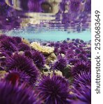 Tide pool filled with sea urchins in california 