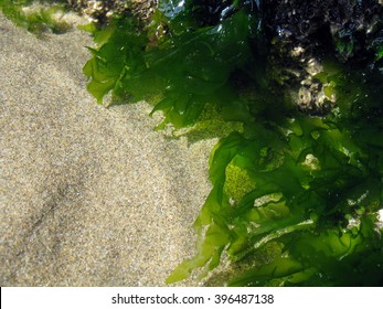 Tide Pool with Green Seaweed, sand visible through water, sea urchin, barnacles, background