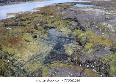 A Tide Pool In  Kaloko-Honokohau National Historical Park At Low Tide In The Kona District, Hawaii, USA