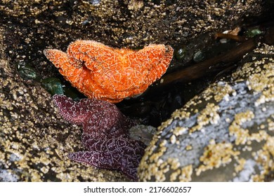 Tide Pool Life In The Pacific