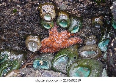 Tide Pool Life In The Pacific