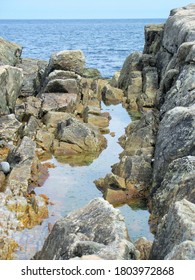 Tide Pool On The Coast Of Mount Desert Island, Maine. 