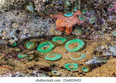 Tide Pool On The Oregon Coast