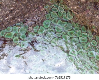 Tide Pool Oregon Coast