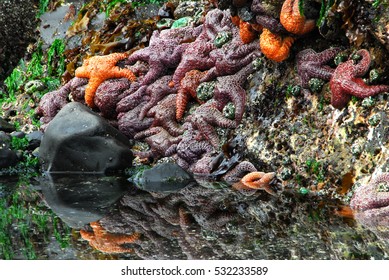 Tide Pool Party, Cannon Beach Oregon