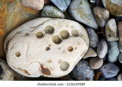 Tide Pool Rock With Holes In It From Ocean Water And Animals, With Other Pebbles And Rocks On The Sand                              