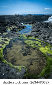 Tide Pool Teeming With Life on Rocky Shore