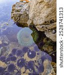 Tide pool with urchins and a sea anemone 