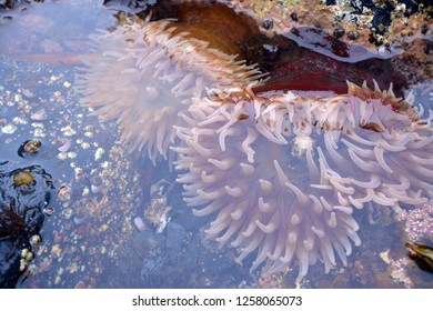tide pooling water ocean coastline coast washington state anemone sea life creature eco barnacle sea star starfish