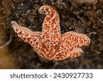 Tide pools along the Oregon Coast with colorful starfish and sea life.  Outdoor exploring, visit Oregon, Family vacation.
