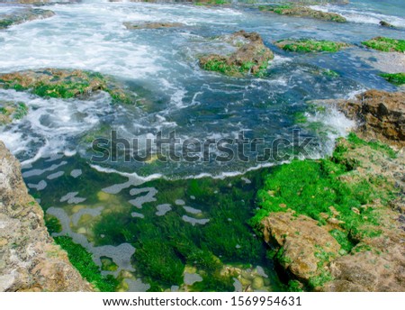 Tides on a shore with rocks covered in seaweed